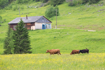 Three brown cows on a green meadow on a background of a village house