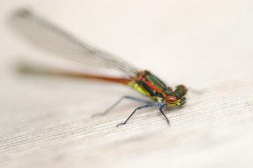 dragonfly