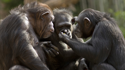 three chimpanzees having a meeting - obrazy, fototapety, plakaty