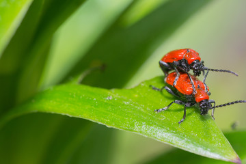 beetle