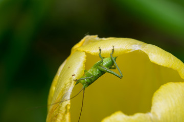 grasshopper 