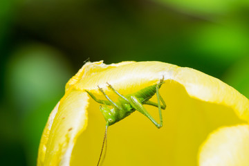grasshopper 