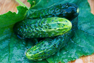Fresh cucumber on wooden plate with green leaf