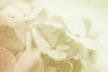 sweet color roses on mulberry paper texture for background
