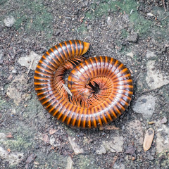 Millipede on the ground