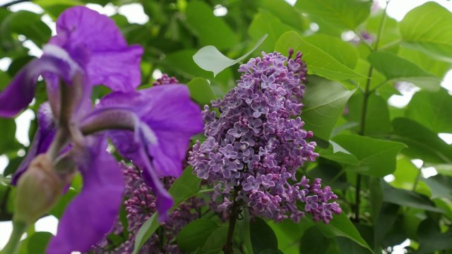 Iris to lilac flowers slide along with refocus