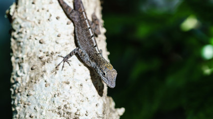 Little Gecko on Tree
