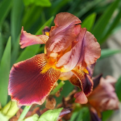 ..iris