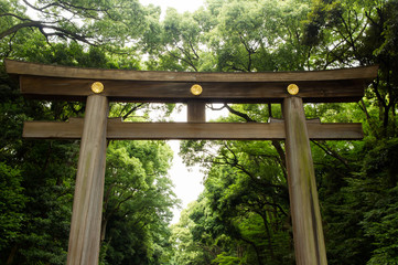 japanese famous Shrine "meijijingu" in the forest