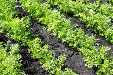carrots seedlings growing on a vegetable bed