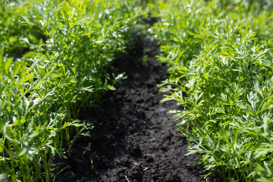 carrots seedlings growing on a vegetable bed