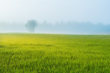 Misty field in sunrise
