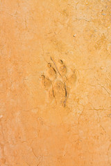 Paw print on desert soil