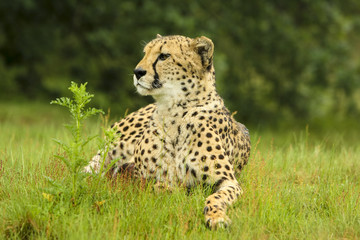 Cheetah ligt in het gras.