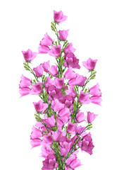 Bouquet of pink bells