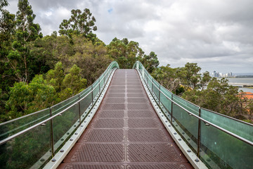Fototapeta na wymiar A hanging walking bridge over the trees in Kings Park in Perth