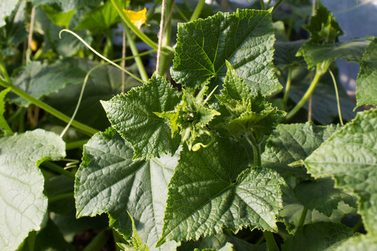 Cucumbers growing in a garden. Green leaves and flowers.