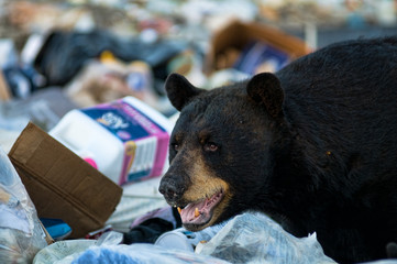black bear at a garbage dump