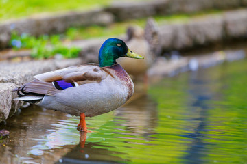 Mallard Duck