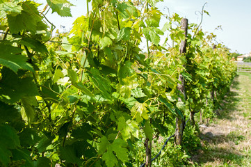 Vineyards