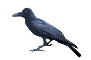 Crow on a tree