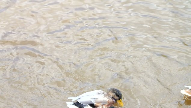 f&uuml;tterung enten im teich mit brot