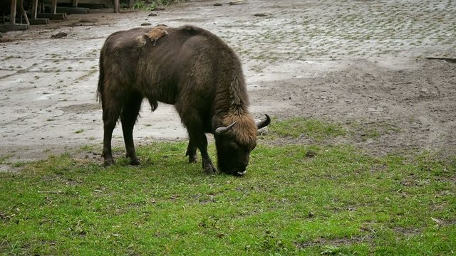 aurochs in nature
