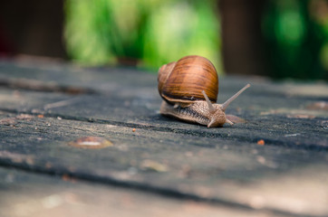 snail