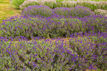 Coltivazione di lavanda