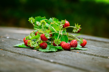 forest strawberry
