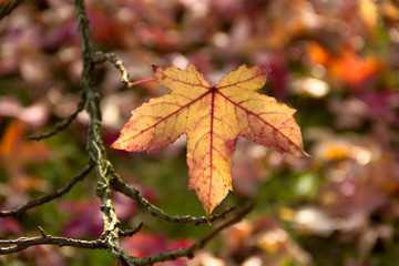 Naklejka na ściany i meble Maple Leaf autumnal background