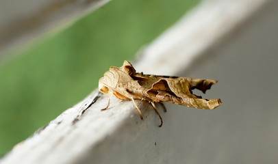 Falter der aussieht wie ein getrocknetes Blatt