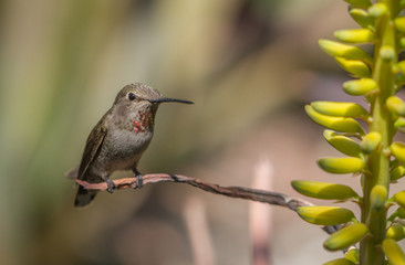 Fototapeta premium Anna's Hummingbird