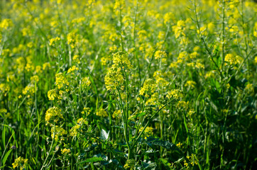 Obraz premium yellow rapeseed field