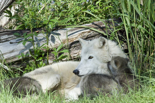 Arctic wolf mother with puppies