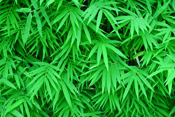 bamboo leaves background