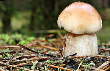 Boletus edulis