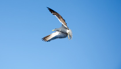 Segull