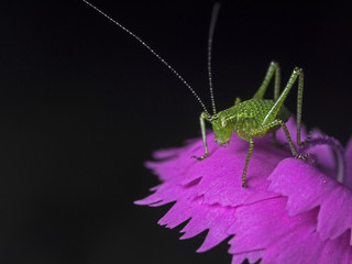 Speckled bush cricket, Punktierte Zartschrecke (Leptophyses punctatissima)