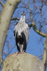 Graureiher, Fischreiher sitzt auf einem Baum