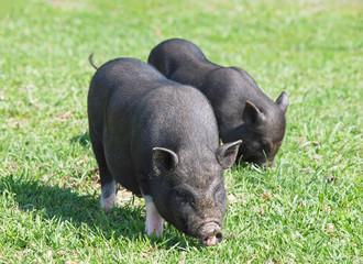 Group mini pigs on spring pasture 