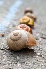 Snail crawling slow on asphalt