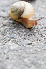 Snail crawling slow on asphalt