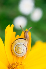 Yellow daisy with a snail