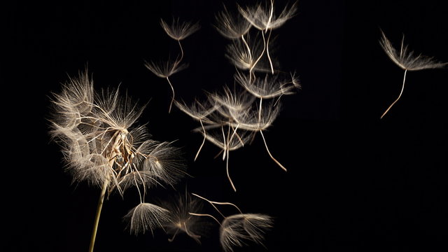 Dandelion with seeds blowing away in the wind, time-lapse 4k
