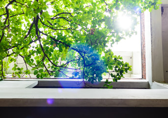 Trees in the building with sunlight in nature