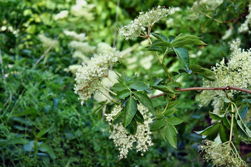 Fresh elderflower