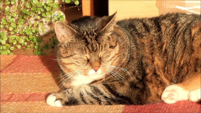 Hauskatze liegt gem&uuml;tlich auf Teppich und genie&szlig;t die Abendsonne