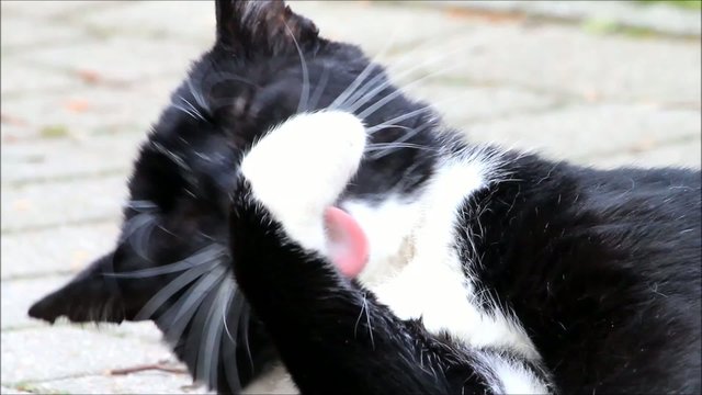 Katze schwarz weiß liegt auf der Wiese und putzt sich
