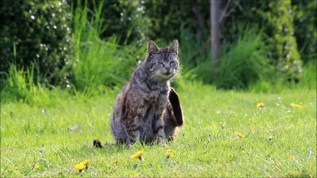 junge getigerte katze sitzt auf Wiese und kratzt sich
